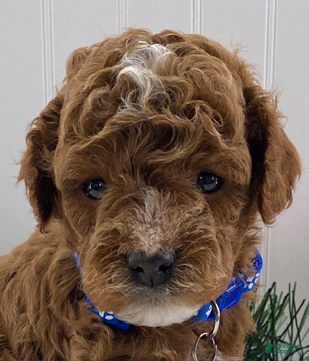 Toy Poodle dogs for sale: Ace - Ad 2