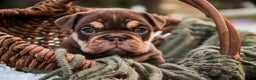 English Bulldog dogs for sale: Brutus - Ad 3