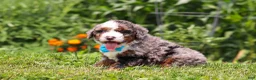 Mini Bernedoodle dogs for sale: Gunner - Ad 3