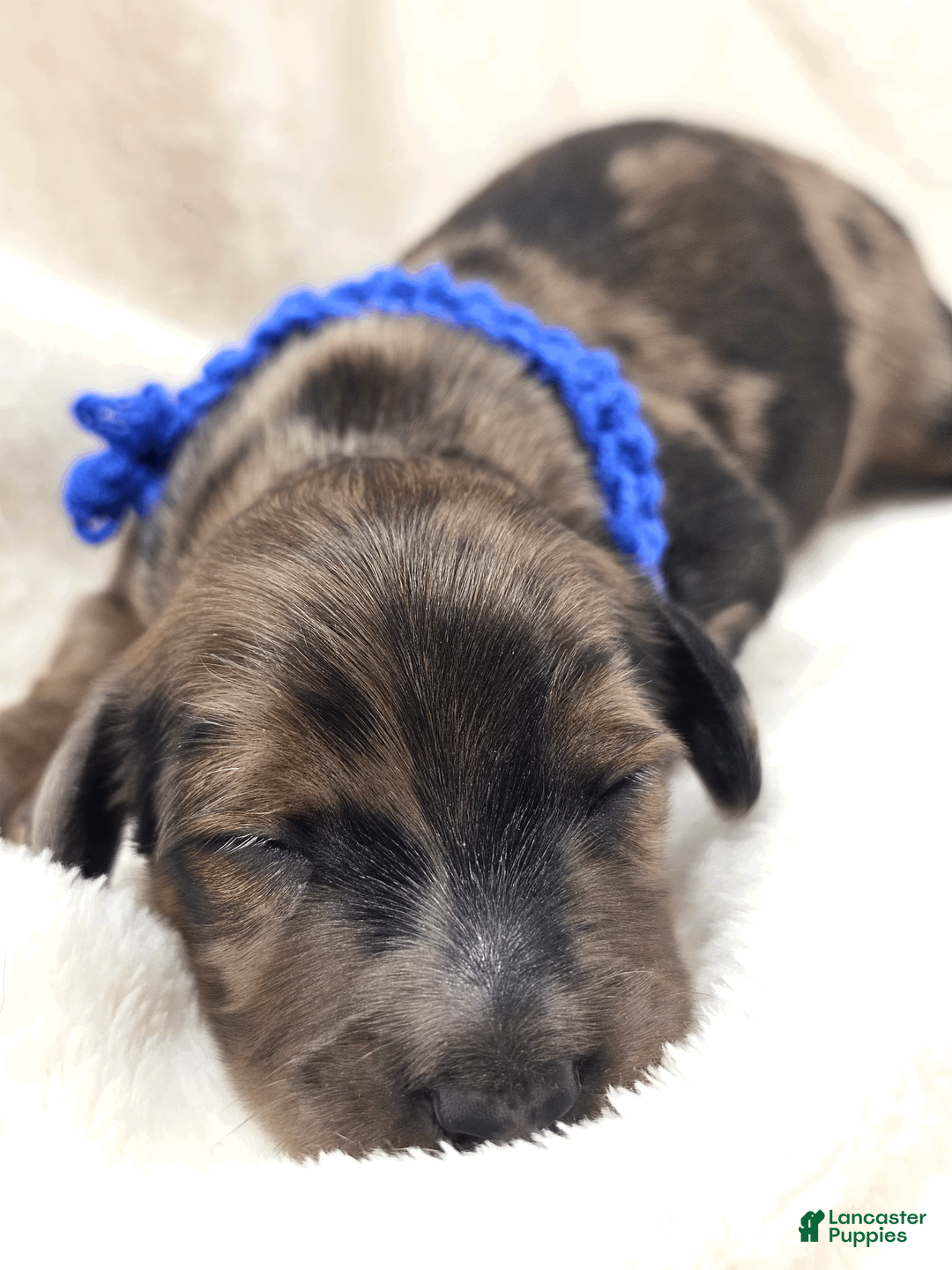 Miniature Dachshund dogs for sale: Bucket - Ad 1