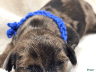 Miniature Dachshund dogs Bucket - Ad 5