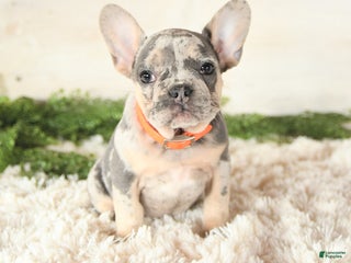 French Bulldog dogs - Ad 42