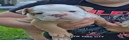 Olde English Bulldogge dogs for sale: Olde English Bulldogge Puppy 1 - Ad 2