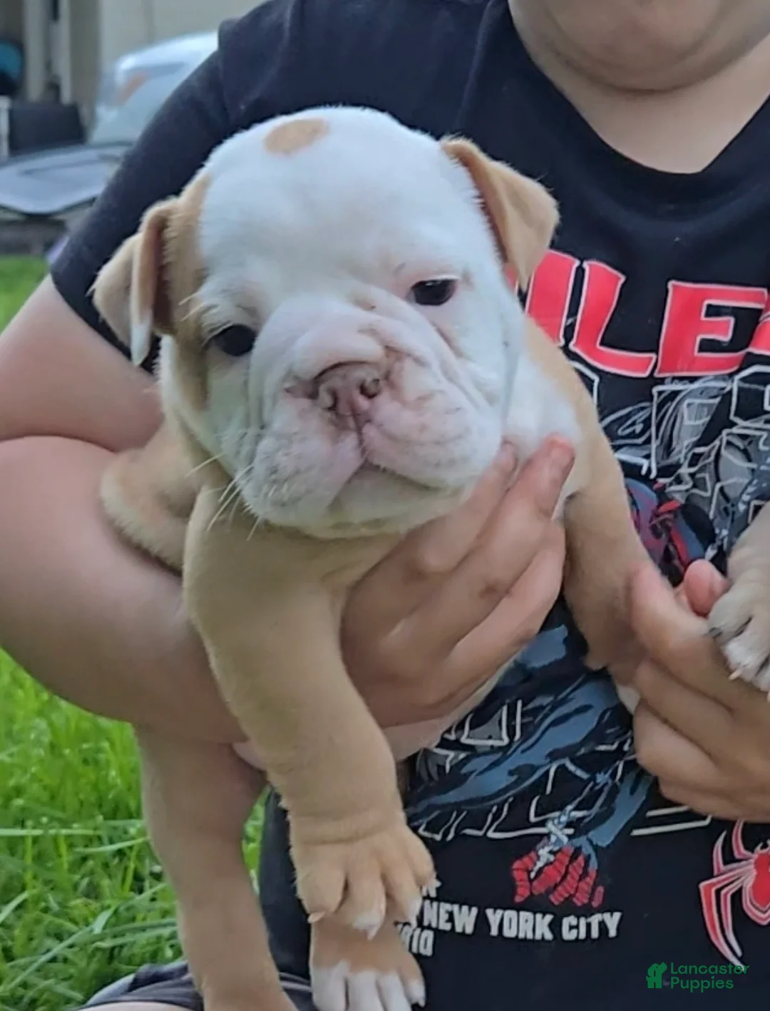 Olde English Bulldogge dogs for sale: Olde English Bulldogge Puppy 1 - Ad 2