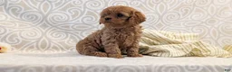 Cavapoo dogs for sale: Tiara - Ad 7