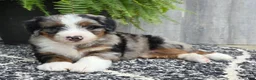 Mini Bernedoodle dogs for sale: Mini Tank - Ad 14
