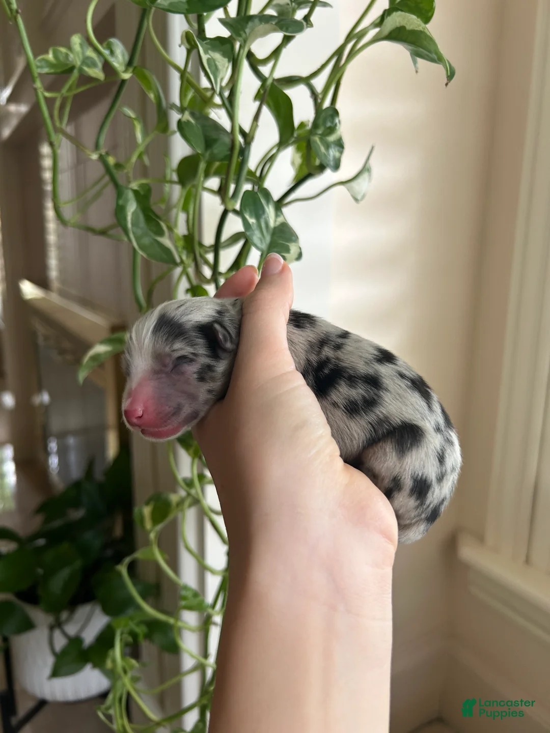 Miniature Australian Shepherd dogs for sale: Atlas - Ad 2