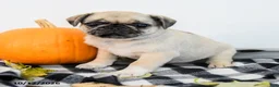 Pug dogs for sale: Poppy - Ad 3