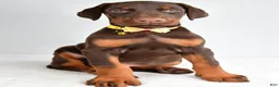 Doberman Pinscher dogs for sale: Hassan - Ad 6