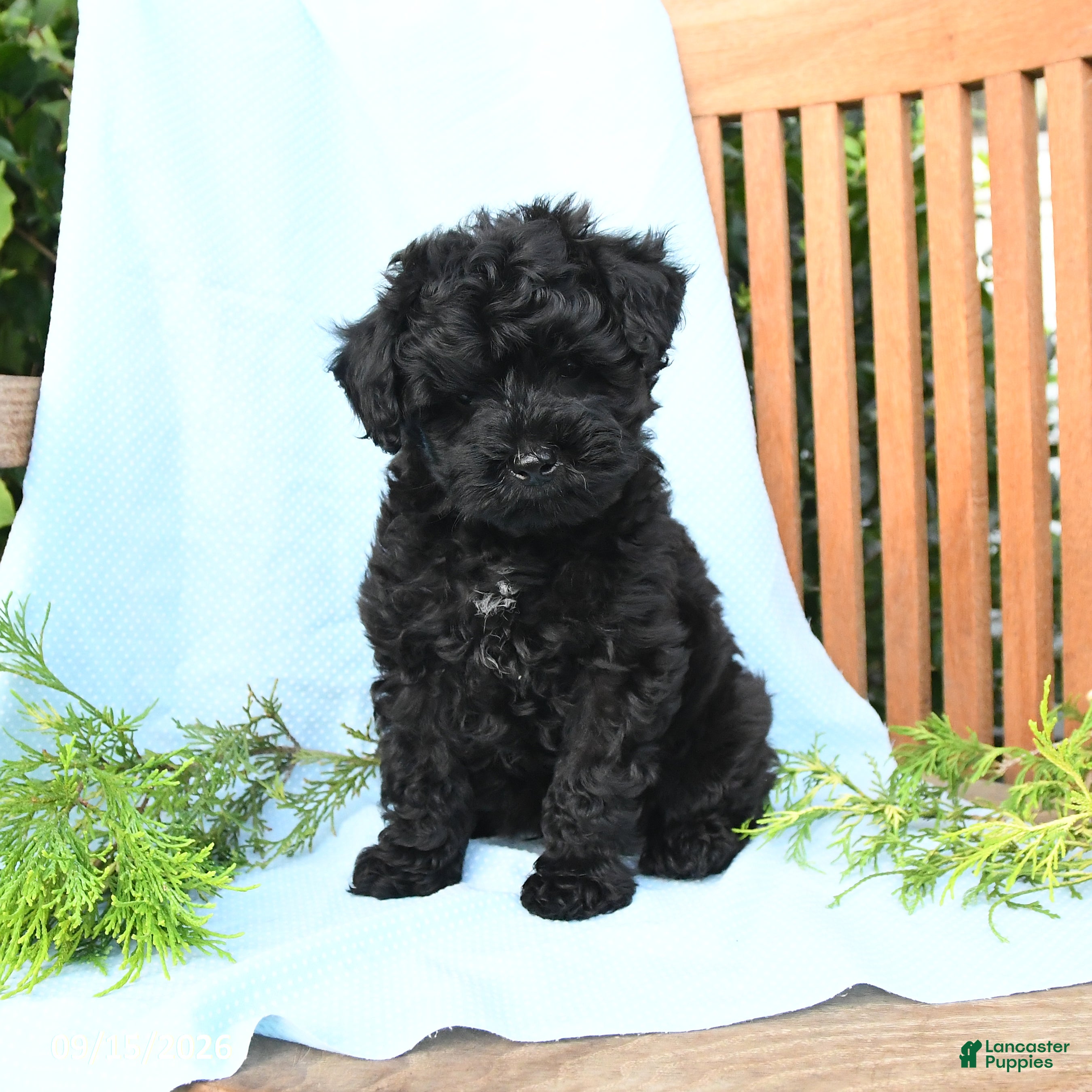 Schnoodle dogs Leif - Ad 2