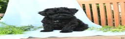 Schnoodle dogs for sale: Leif - Ad 2