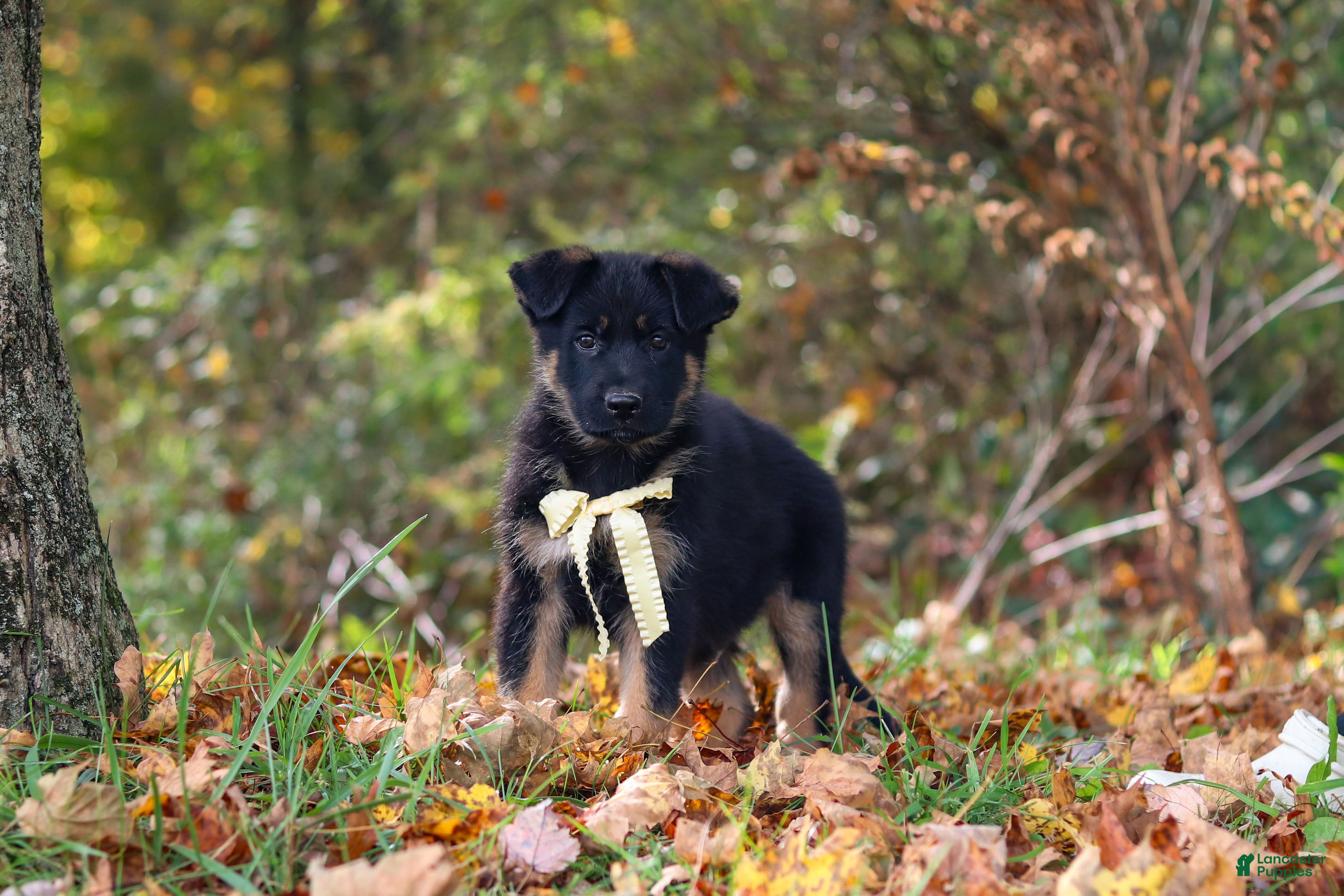 German Shepherd dogs Randy - Ad 1