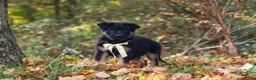 German Shepherd dogs for sale: Randy - Ad 1