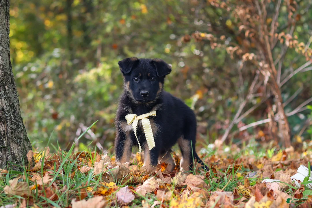 German Shepherd dogs for sale: Randy - Ad 1