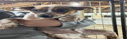Australian Cattle Dog dogs for sale: Rally - Ad 3
