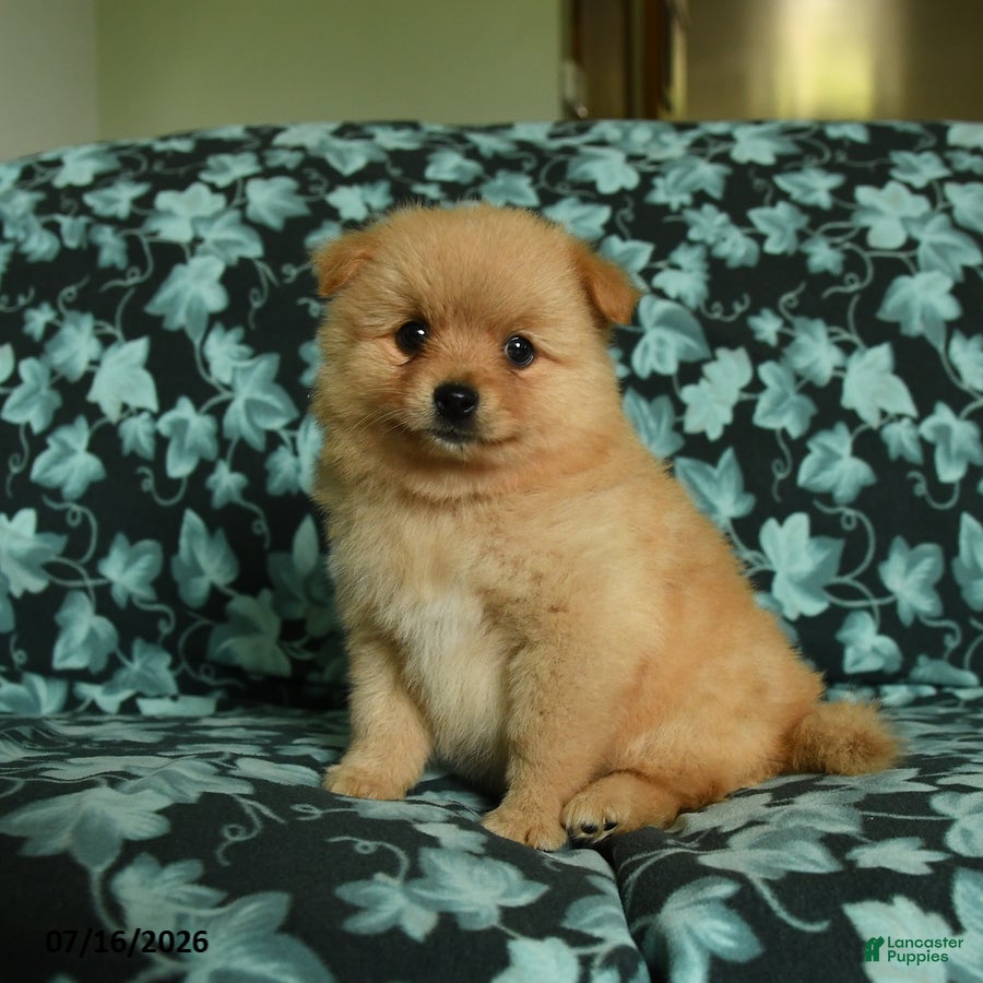 Pomeranian dogs Frisky - Ad 1