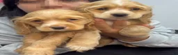 English Cocker Spaniel dogs for sale: LUNA  - Ad 3