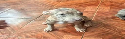Mixed Breed dogs for sale: Mixed Breed 2 - Ad 2