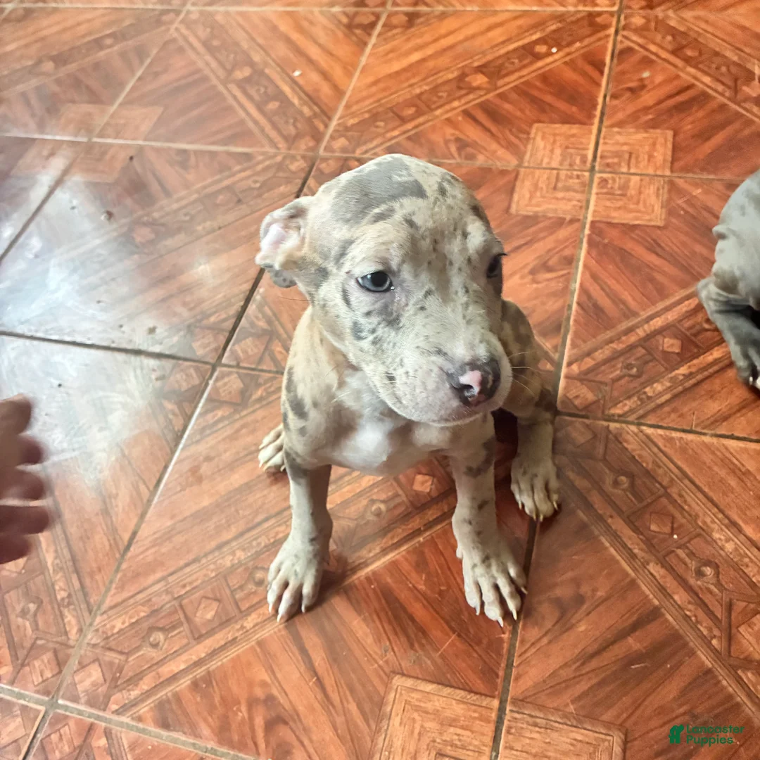 Mixed Breed dogs for sale: Mixed Breed 2 - Ad 2