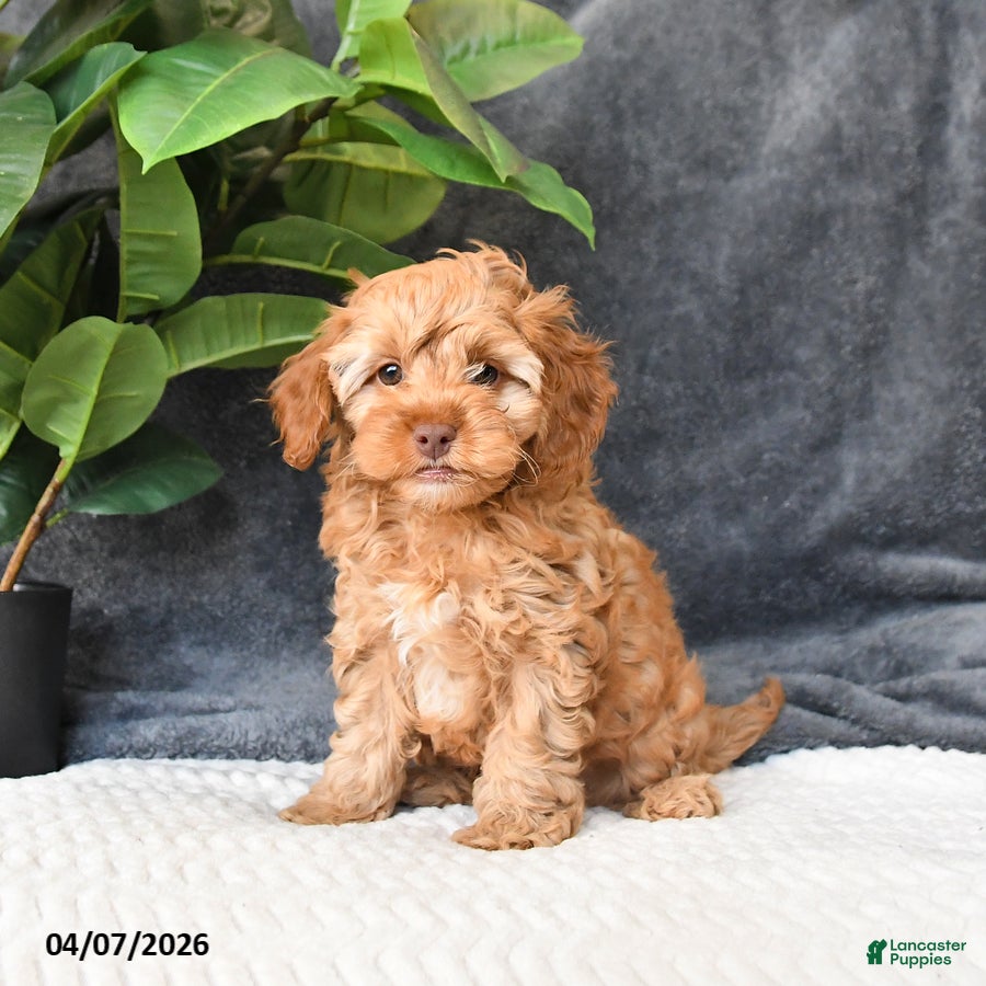 Cavapoo dogs Buddy - Ad 1