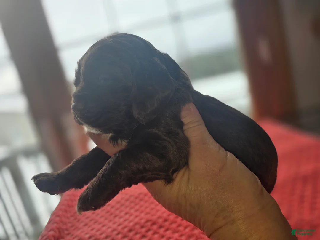 Cocker Spaniel dogs for sale: Hershey - Ad 2