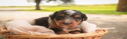 Mini Bernedoodle dogs for sale: Maple F1 Mini Bernedoodle  - Ad 10