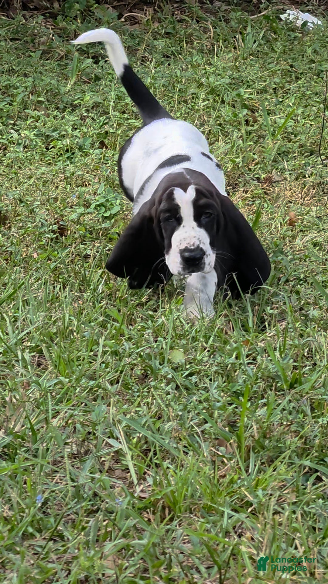 Basset Hound dogs for sale: 🩷READY NOW MRS. PERSONALITY  - Ad 1