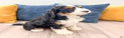 Mini Bernedoodle dogs for sale: Cody - Ad 9