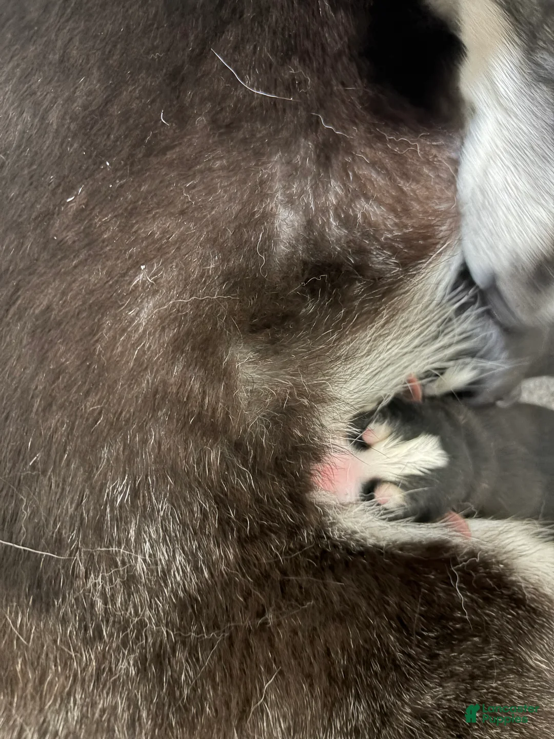Mixed Breed dogs for sale: Big Boy - Ad 2