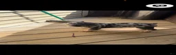 French Bulldog dogs for sale: El Capone - Ad 8