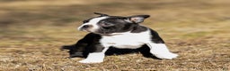 Boston Terrier dogs for sale: Buster Boston Terrier Puppy  - Ad 1