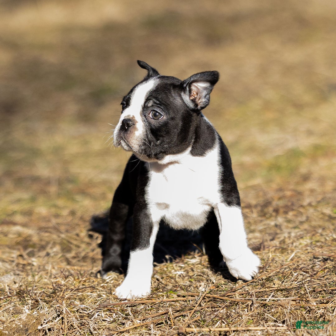 Boston Terrier dogs for sale: Buster Boston Terrier Puppy  - Ad 1