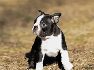 Boston Terrier dogs Buster Boston Terrier Puppy - Ad 14