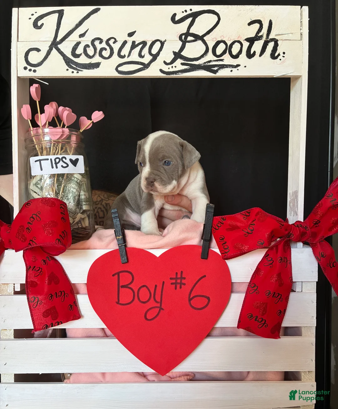 Olde English Bulldogge dogs for sale: Olde English Bulldogge Puppy 6 - Ad 4