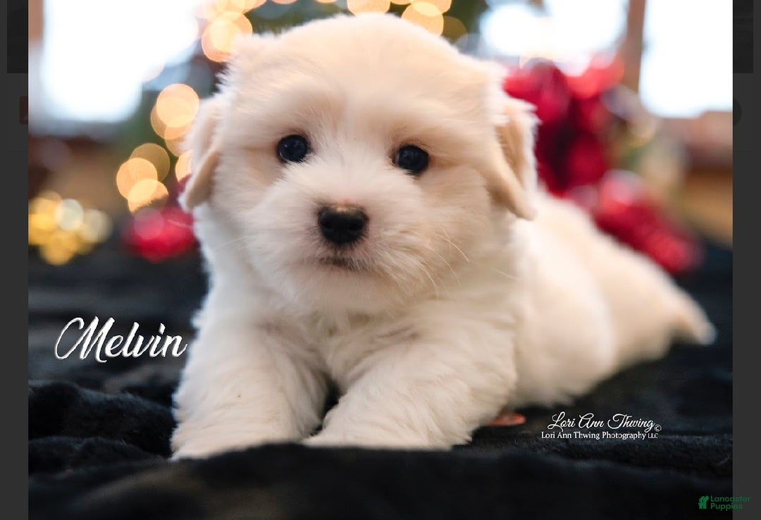 Coton De Tulear dogs for sale: Coton De Tulear Puppy 2 melvin - Ad 1