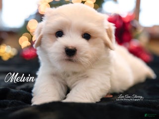 Coton De Tulear dogs Coton De Tulear Puppy 2 melvin - Ad 5