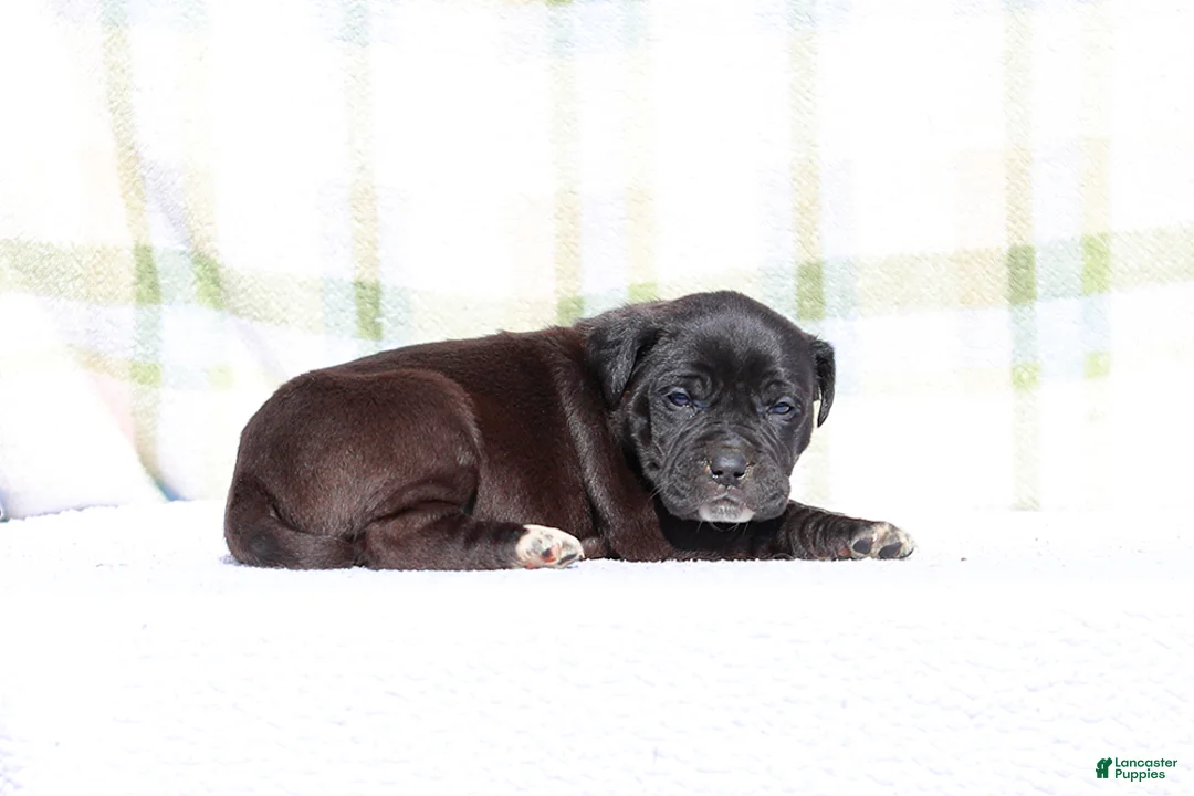 Mixed Breed dogs for sale: Grackle - European Doberdane - Ad 4