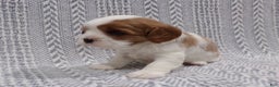 Cavalier King Charles Spaniel dogs for sale: Cavalier King Charles Spaniel Puppy 2 - Ad 3