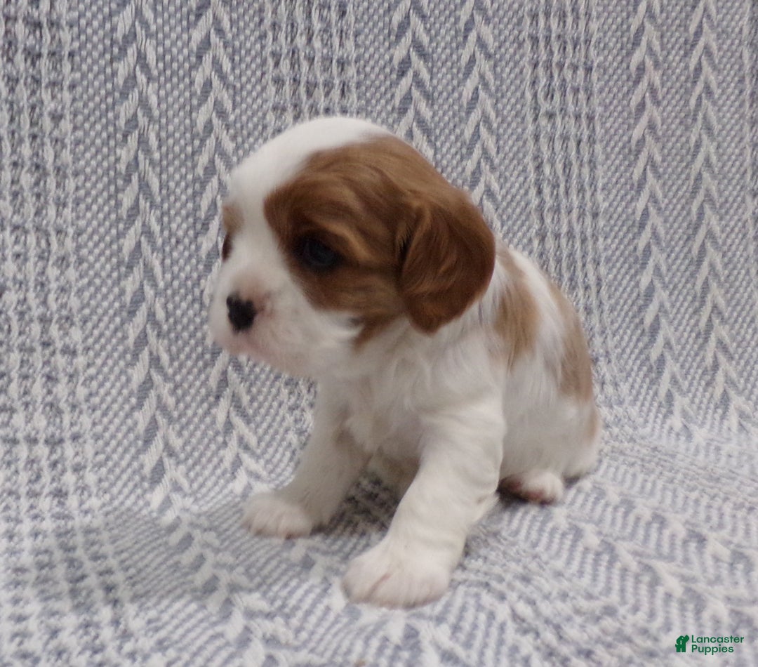 Cavalier King Charles Spaniel dogs for sale: Cavalier King Charles Spaniel Puppy 2 - Ad 3