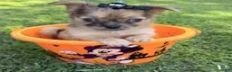 Chihuahua dogs for sale: Chihuahua 1 - Ad 9