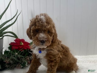 Toy Poodle dogs Captain - Ad 25