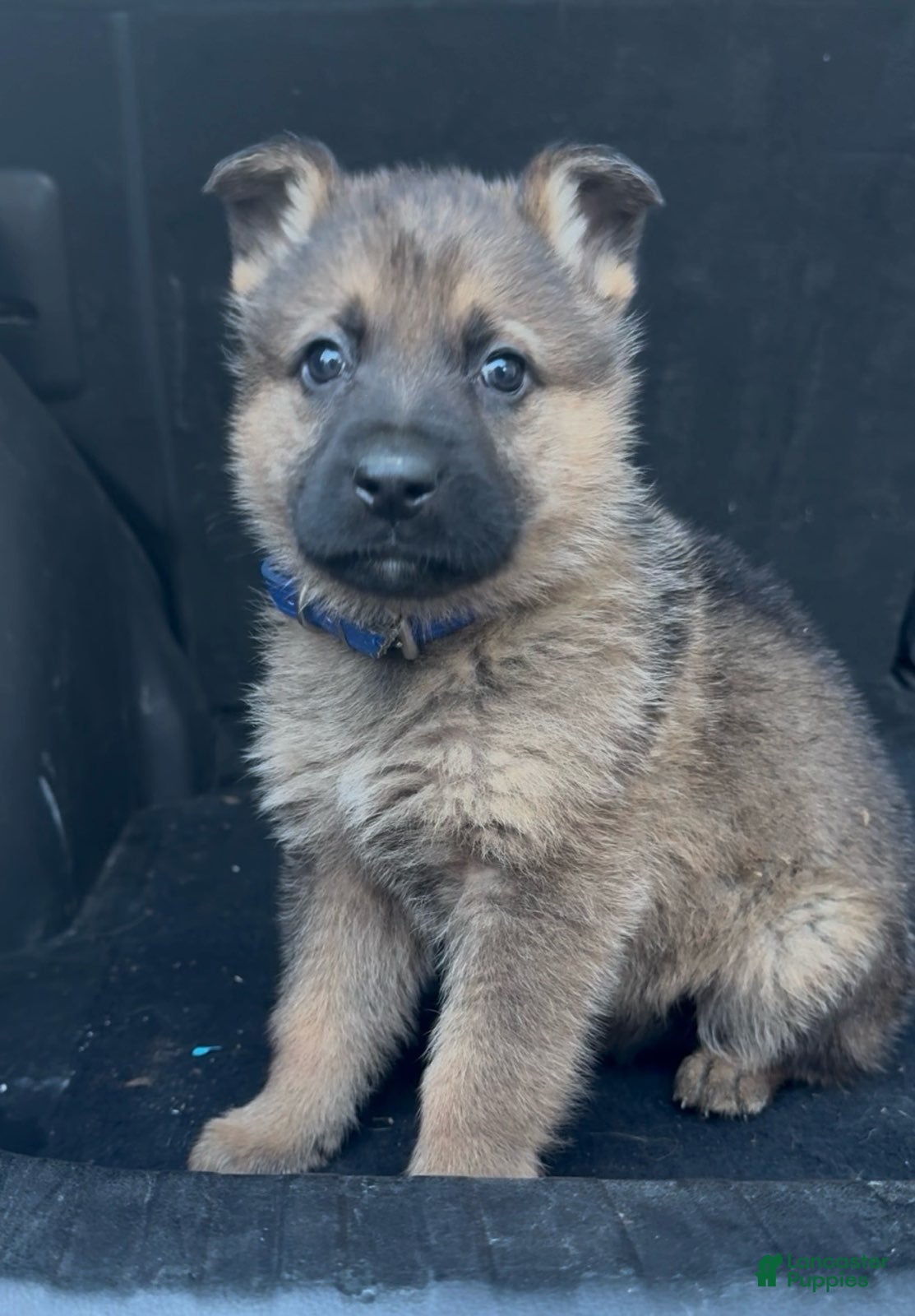 German Shepherd dogs TRUCUTU  - Ad 1