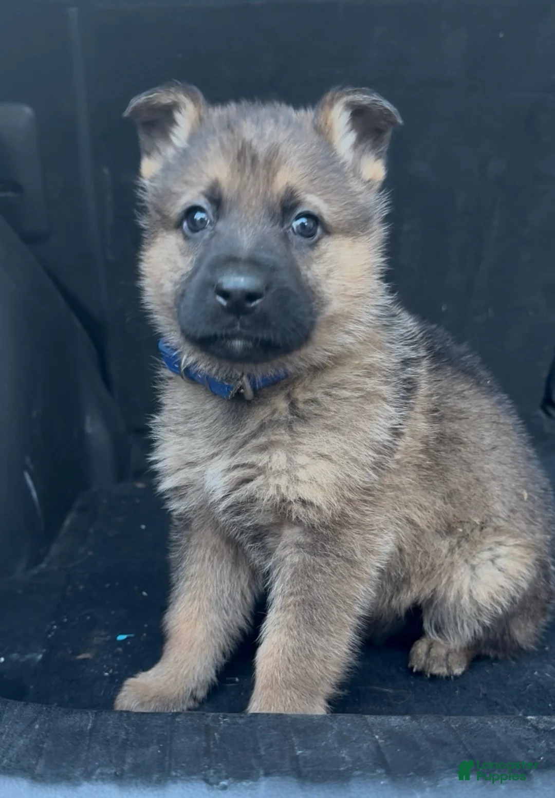 German Shepherd dogs for sale: TRUCUTU  - Ad 1
