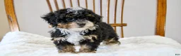 Mini Bernedoodle dogs for sale: Sadie  - Ad 10