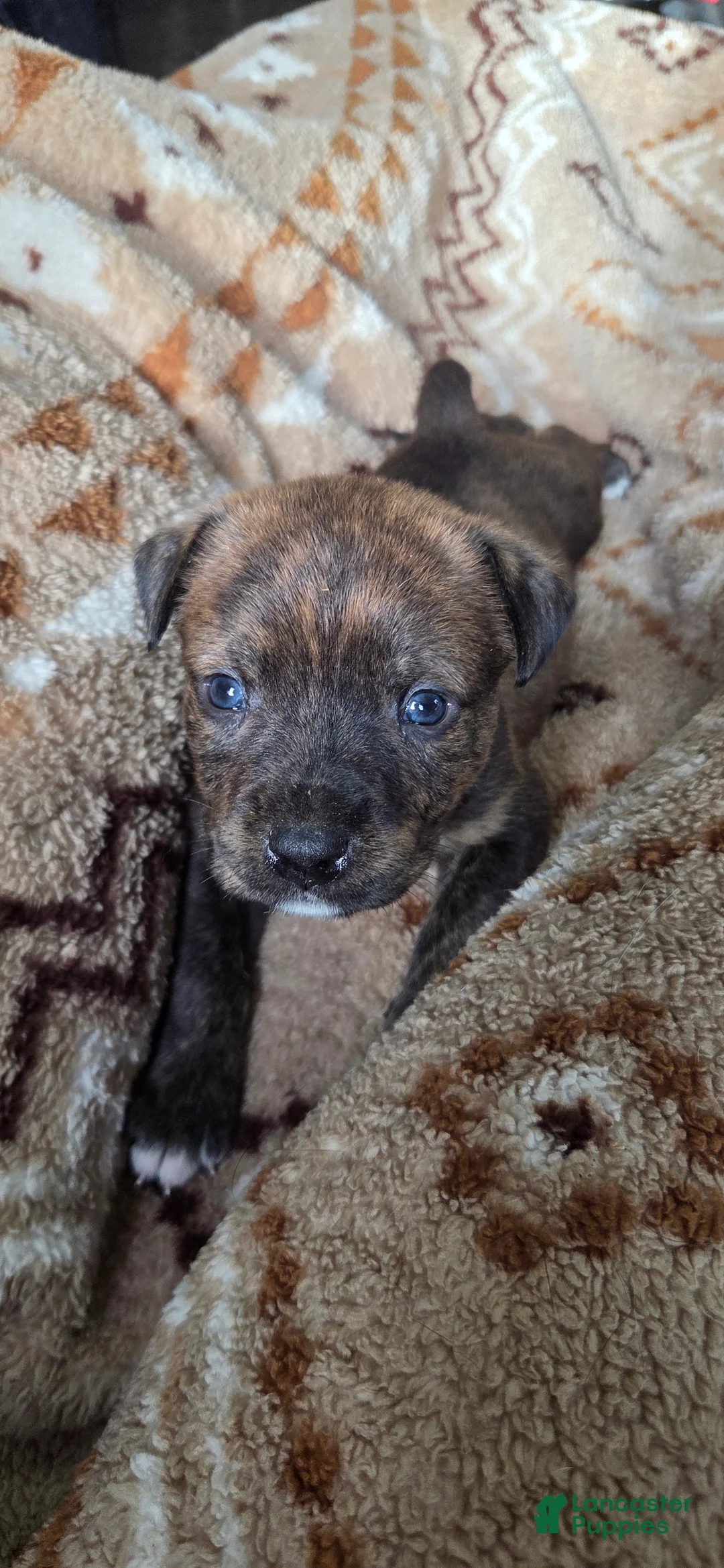 Mixed Breed dogs for sale: Koda - Ad 1