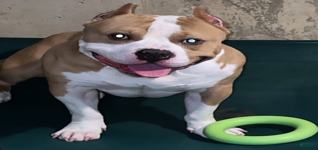 Gallery Image {{count}}