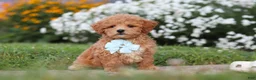 Maltipoo dogs for sale: Blake - Ad 6
