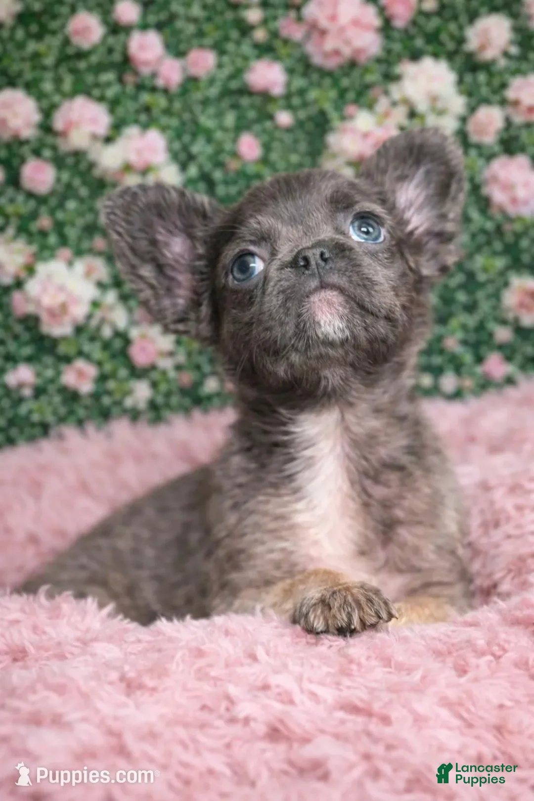 French Bulldog dogs for sale: Female Fluffy 1 - Ad 2