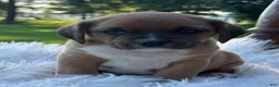 Puggle dogs for sale: Poppy - Ad 8