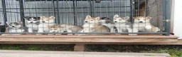 Gerberian Shepsky dogs for sale: Willow - Ad 10